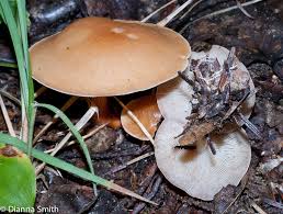 Attēlu rezultāti vaicājumam “Collybia sp.”