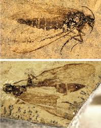 Attēlu rezultāti vaicājumam “Eriocraniidae”