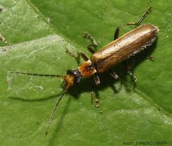 Attēlu rezultāti vaicājumam “Cantharidae”