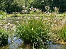 Attēlu rezultāti vaicājumam “Butomus umbellatus bud”