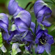 Attēlu rezultāti vaicājumam “Aconitum napellus bud”