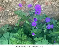 Attēlu rezultāti vaicājumam “Geranium pyrenaicum flower”