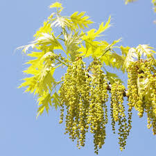 Attēlu rezultāti vaicājumam “Quercus rubra flower”