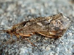 Attēlu rezultāti vaicājumam “Glyphotaelius pellucidus”