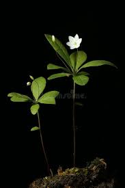 Attēlu rezultāti vaicājumam “Trientalis europaea fruit”