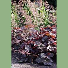 Image result for Heuchera `Palace Purple`