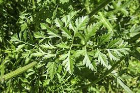 Attēlu rezultāti vaicājumam “Daucus carota subsp. carota leaf”