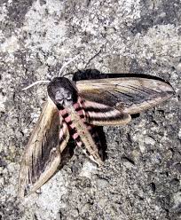 Attēlu rezultāti vaicājumam “Cossus cossus imago”