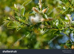 Attēlu rezultāti vaicājumam “Salix pentandra flower”