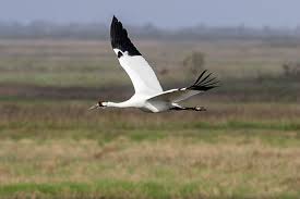 Attēlu rezultāti vaicājumam “Grus grus adult”