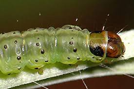 Attēlu rezultāti vaicājumam “Agonopterix ciliella”