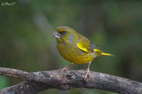 Attēlu rezultāti vaicājumam “Chloris chloris male”