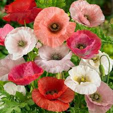 Image result for Papaver rhoeas