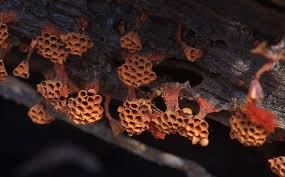 Attēlu rezultāti vaicājumam “Metatrichia vesparia spores”