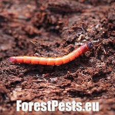 Attēlu rezultāti vaicājumam “Elateridae larva”