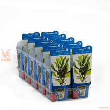 Attēlu rezultāti vaicājumam “Potamogeton lucens”