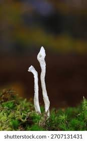 Attēlu rezultāti vaicājumam “Clavulina rugosa”