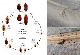 Image result for bed bugs