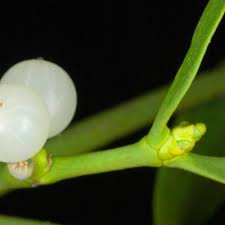 Attēlu rezultāti vaicājumam “Viscum album leaf”