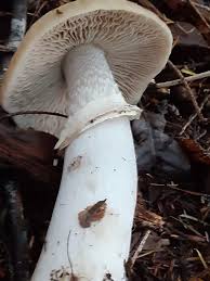 Attēlu rezultāti vaicājumam “Rozites caperata”