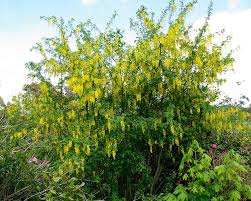 Attēlu rezultāti vaicājumam “Laburnum anagyroides”
