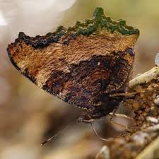 Attēlu rezultāti vaicājumam “Nymphalis xanthomelas larva”