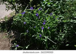 Attēlu rezultāti vaicājumam “Tradescantia virginiana”