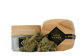 Image result for biojack tehron