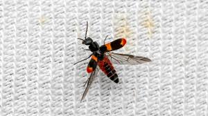 Attēlu rezultāti vaicājumam “Anthocomus fasciatus”