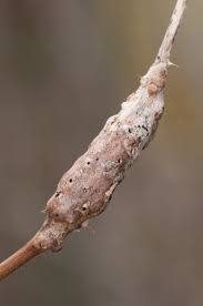 Attēlu rezultāti vaicājumam “Diastrophus rubi”