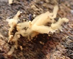 Attēlu rezultāti vaicājumam “Oligonema favogineum sessile”