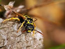 Attēlu rezultāti vaicājumam “Polistes nimpha”