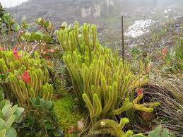 Attēlu rezultāti vaicājumam “Isoetes lacustris”