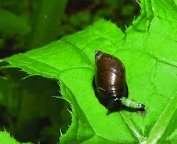 Attēlu rezultāti vaicājumam “Succinea”