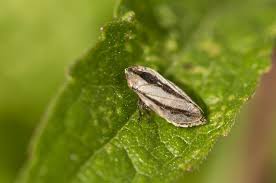 Attēlu rezultāti vaicājumam “Philaenus spumarius”