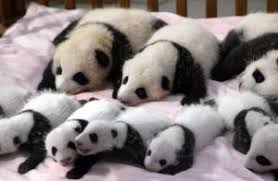Image result for pandas