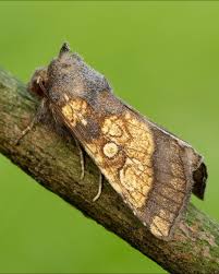 Attēlu rezultāti vaicājumam “Gortyna flavago”