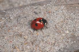 Attēlu rezultāti vaicājumam “Coccinella quinquepunctata”