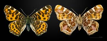 Attēlu rezultāti vaicājumam “Araschnia levana”