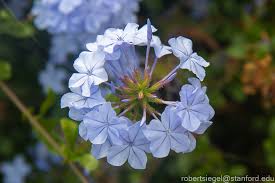 Attēlu rezultāti vaicājumam “Plumbaginaceae”