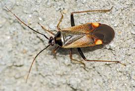Attēlu rezultāti vaicājumam “Adelphocoris seticornis”
