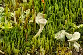 Attēlu rezultāti vaicājumam “| Dicranum”