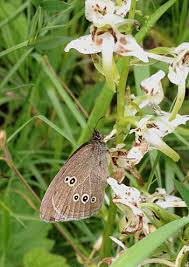 Attēlu rezultāti vaicājumam “Aphantopus hyperantus underside”