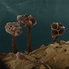 Attēlu rezultāti vaicājumam “Metatrichia floriformis spores”