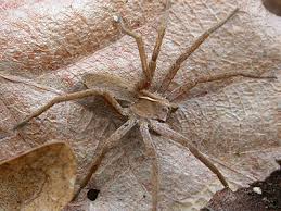 Attēlu rezultāti vaicājumam “Pisaura mirabilis”