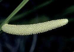 Attēlu rezultāti vaicājumam “Acorus calamus fruit”