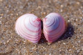 Attēlu rezultāti vaicājumam “Macoma baltica”