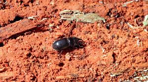 Attēlu rezultāti vaicājumam “Ceruchus chrysomelinus”