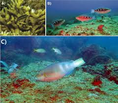 Image result for Scarus zelindae