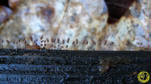 Attēlu rezultāti vaicājumam “Comatricha pulchella”